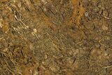 Polished Petrified Shrinkwood Slab - Live Oak County, Texas #236137-1